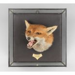 ROWLAND WARD, AN EARLY 20TH CENTURY TAXIDERMY CASED FOX HEAD (VULPES VULPES). Tettcott Foxhounds