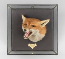 ROWLAND WARD, AN EARLY 20TH CENTURY TAXIDERMY CASED FOX HEAD (VULPES VULPES). Tettcott Foxhounds