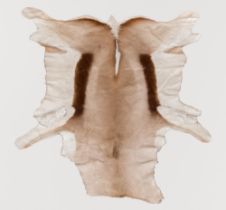 A 20TH CENTURY TAXIDERMY SPRINGBOK SKIN RUG (ANTIDORCAS MARSUPIALIS). (l 138cm x w 116cm)