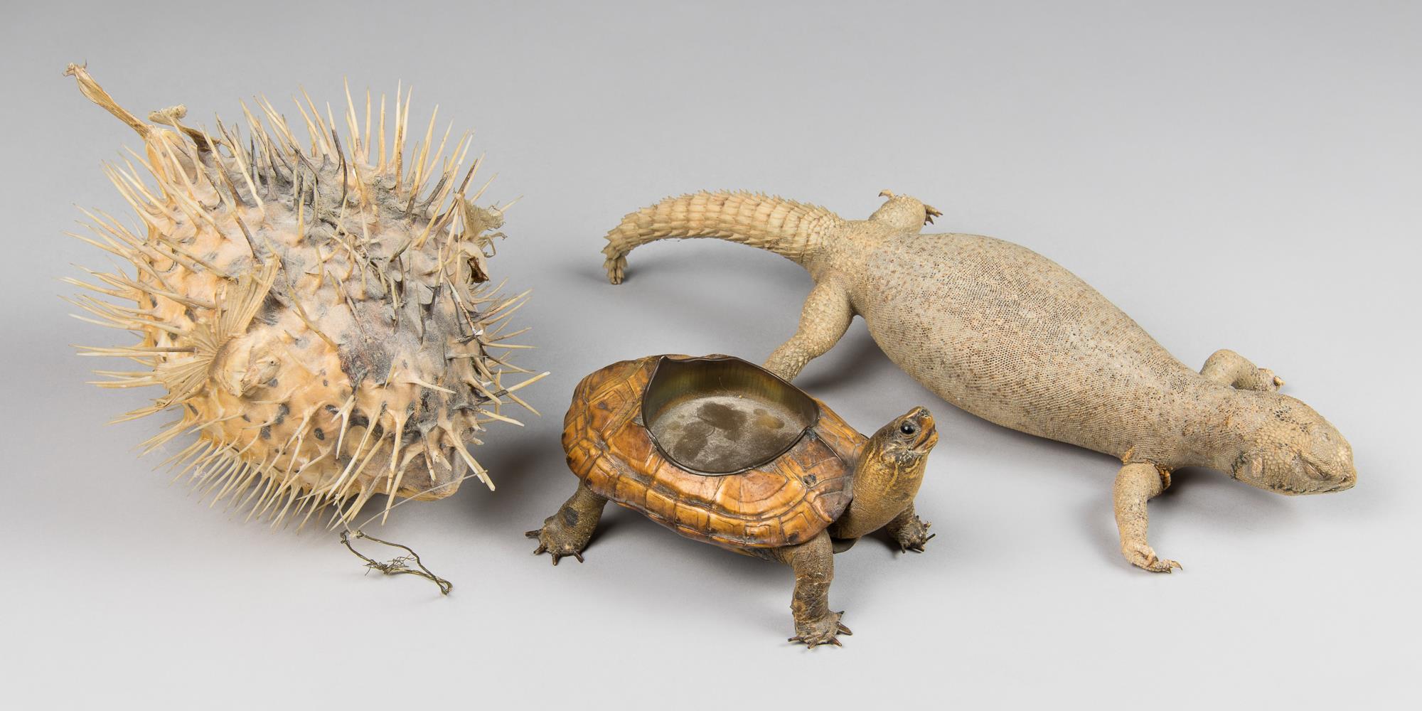 A GROUP OF EARLY 20TH CENTURY TAXIDERMY SPECIMENS INCLUDING A SPINY-TAIL LIZARD, A TORTOISE