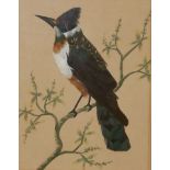 A 19TH CENTURY WATERCOLOUR AND FEATHER BIRD STUDY Single bird with dark feathers, Kingfisher, framed