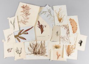 A 19TH CENTURY HERBARIUM OF MARINE BOTANICAL PRESSINGS. Most with original inked classification