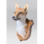 A LATE 20TH CENTURY TAXIDERMY FOX HEAD UPON OAK SHIELD (VULPES VULPES). (h 28cm x w 21cm x d 27cm)