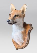 A LATE 20TH CENTURY TAXIDERMY FOX HEAD UPON OAK SHIELD (VULPES VULPES). (h 28cm x w 21cm x d 27cm)