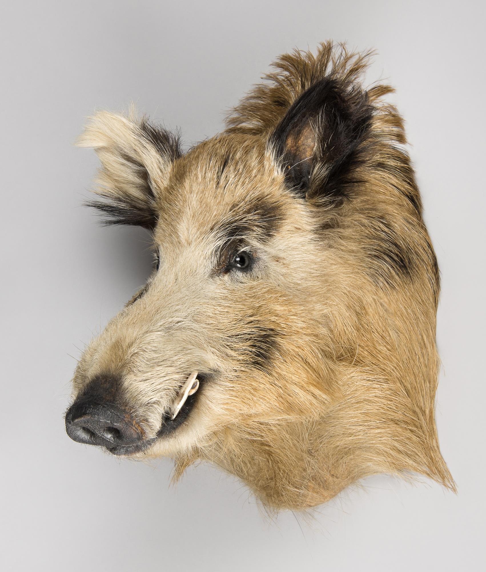 A MODERN TAXIDERMY EUROPEAN WILD BOAR SHOULD MOUNT (SUS SCROFA). (h 52cm x w 40cm x d 48cm)