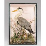 A LATE VICTORIAN TAXIDERMY HERON IN A GLAZED CASE WITH A NATURALIST SETTING. Quality example of a