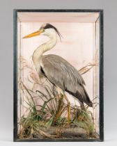 A LATE VICTORIAN TAXIDERMY HERON IN A GLAZED CASE WITH A NATURALIST SETTING. Quality example of a