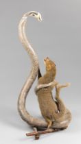 A 20TH CENTURY TAXIDERMY MOUNT OF A MONGOOSE IN BATTLE WITH A COBRA. (h 60cm). Provenance: Private