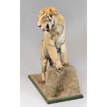 AN EARLY 20TH CENTURY FULL MOUNT TAXIDERMY SIBERIAN TIGER, REARING UP ON A FAUX ROCK AND SNARLING,