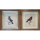 A PAIR OF 19TH CENTURY WATERCOLOUR AND FEATHER BIRD STUDY Jay bird with turquoise feathers and red