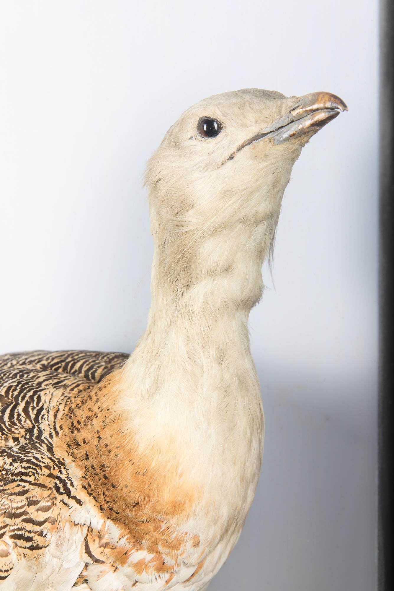 A LARGE AND IMPRESSIVE LATE 19TH CENTURY TAXIDERMY CASED GREAT BUSTARD. A rare example of a Great - Image 2 of 3