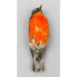 A LATE 19TH CENTURY TAXIDERMY STUDY SKIN OF A FLAME ROBIN (PETROICA PHOENICEA). Male adult Flame