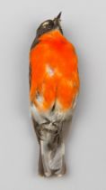 A LATE 19TH CENTURY TAXIDERMY STUDY SKIN OF A FLAME ROBIN (PETROICA PHOENICEA). Male adult Flame