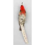 A LATE 19TH CENTURY TAXIDERMY STUDY SKIN OF A SCARLET HONEYEATER (MYZOMELA SANGUINOLENTA). Male