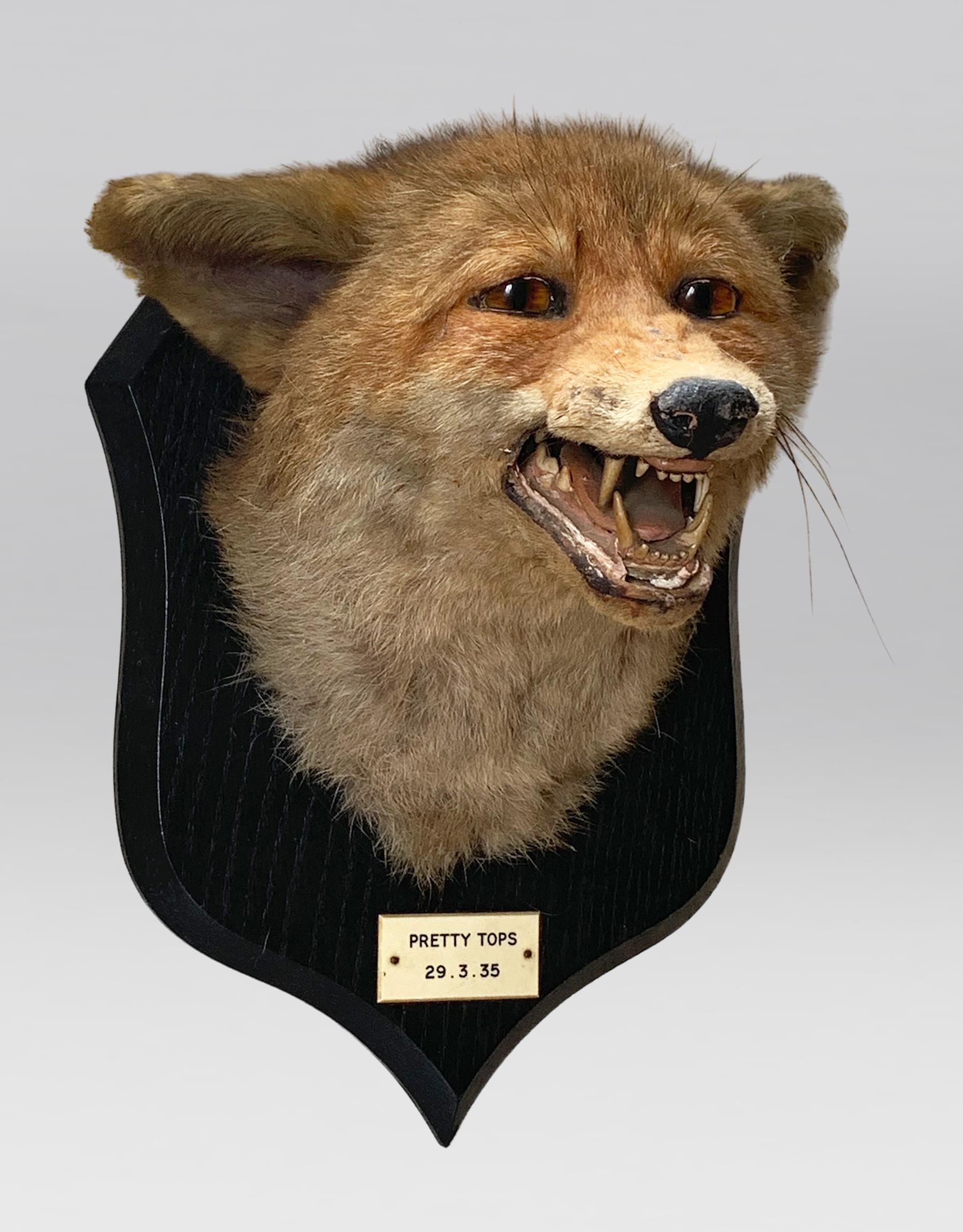 PETER SPICER & SONS, AN EARLY 20TH CENTURY TAXIDERMY FOX MASK (VULPES VULPES). Plaque inscribed “