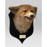 PETER SPICER & SONS, AN EARLY 20TH CENTURY TAXIDERMY FOX MASK (VULPES VULPES). Plaque inscribed “