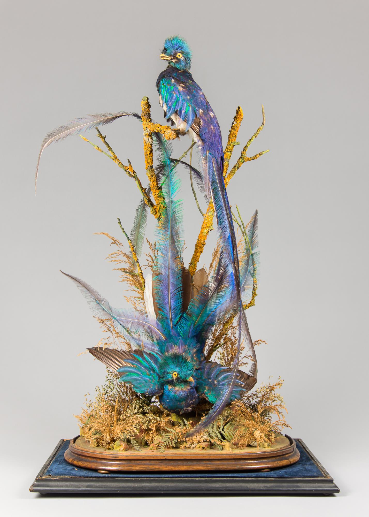 A LATE 19TH CENTURY TAXIDERMY DIORAMA OF QUETZALS (PHAROMACHRUS MOCINNO). With original dome base - Image 2 of 2