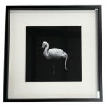 A DECORATIVE BLACK AND WHITE PRINT, FLAMINGO Framed and glazed. (82cm x 82cm) PLEASE NOTE: YOU CAN