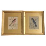 A PAIR OF 19TH CENTURY WATERCOLOUR AND FEATHER BIRD STUDIES Bird with pink breast feathers and a