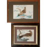 A NEAR PAIR OF 19TH CENTURY WATERCOLOUR AND FEATHER BIRD STUDIES Two wild birds within a