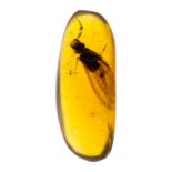 LARGE FLYING TERMITE INSECT IN CRETACEOUS BURMESE AMBER FOSSIL (3.5cm). 90-105 Million years old (