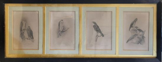 A SET OF FOUR 19TH CENTURY BLACK AND WHITE ENGRAVINGS OF BIRDS OF PREY, Comprising plate 1 Honey