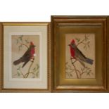A NEAR PAIR OF 19TH CENTURY WATERCOLOUR AND FEATHER BIRD STUDIES Opposing views of a bird with red