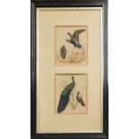 A PAIR OF 19TH CENTURY WATERCOLOR AND FEATHER BIRD STUDIES Pair of peacocks and eagles, framed and
