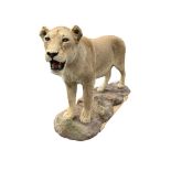 A LARGE AND IMPRESSIVE 20TH CENTURY TAXIDERMY Full mounted, African lioness standing on a rocky