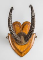 A LATE 19TH/EARLY 20TH CENTURY SET OF GERENUK HORNS UPON AN OAK SHIELD (LITOCRANIUS WALLERI). (h