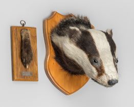 AN EARLY 20TH CENTURY TAXIDERMY EUROPEAN BADGER MASK UPON WOODEN SHIELD (MELES MELES) AND A FOX