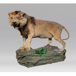 ‘SIMBA’, THE FAMOUS WORLD RECORD LION, STUFFED AS A TAXIDERMY FULL MOUNT IN 1973-1974 (PANTHERA