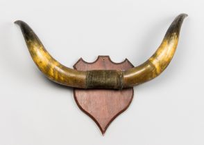 A VICTORIAN SET OF VELVET MOUNTED BULL HORNS UPON OAK SHIELD. (h 60cm x w 75cm x d 17cm)