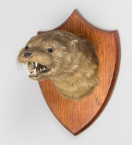 A LATE 19TH/EARLY 20TH CENTURY TAXIDERMY OTTER MASK UPON OAK SHIELD (LUTRA LUTRA). Taxidermist paper