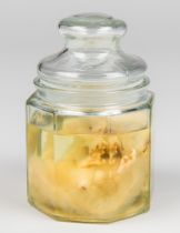 WET SPECIMEN OF A SQUIRREL IN A GLASS APOTHECARY JAR.