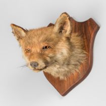 J.W. QUATREMAIN, A LATE 19TH/EARLY 20TH CENTURY TAXIDERMY FOX MASK UPON OAK SHIELD (VULPES