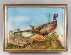 THOMAS JEFFERIES, A LATE 19TH/EARLY 20TH CENTURY TAXIDERMY PAIR OF PHEASANTS IN A GLAZED CASE WITH A