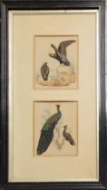 A PAIR OF 19TH CENTURY WATERCOLOR AND FEATHER BIRD STUDIES Pair of peacocks and eagles, framed and