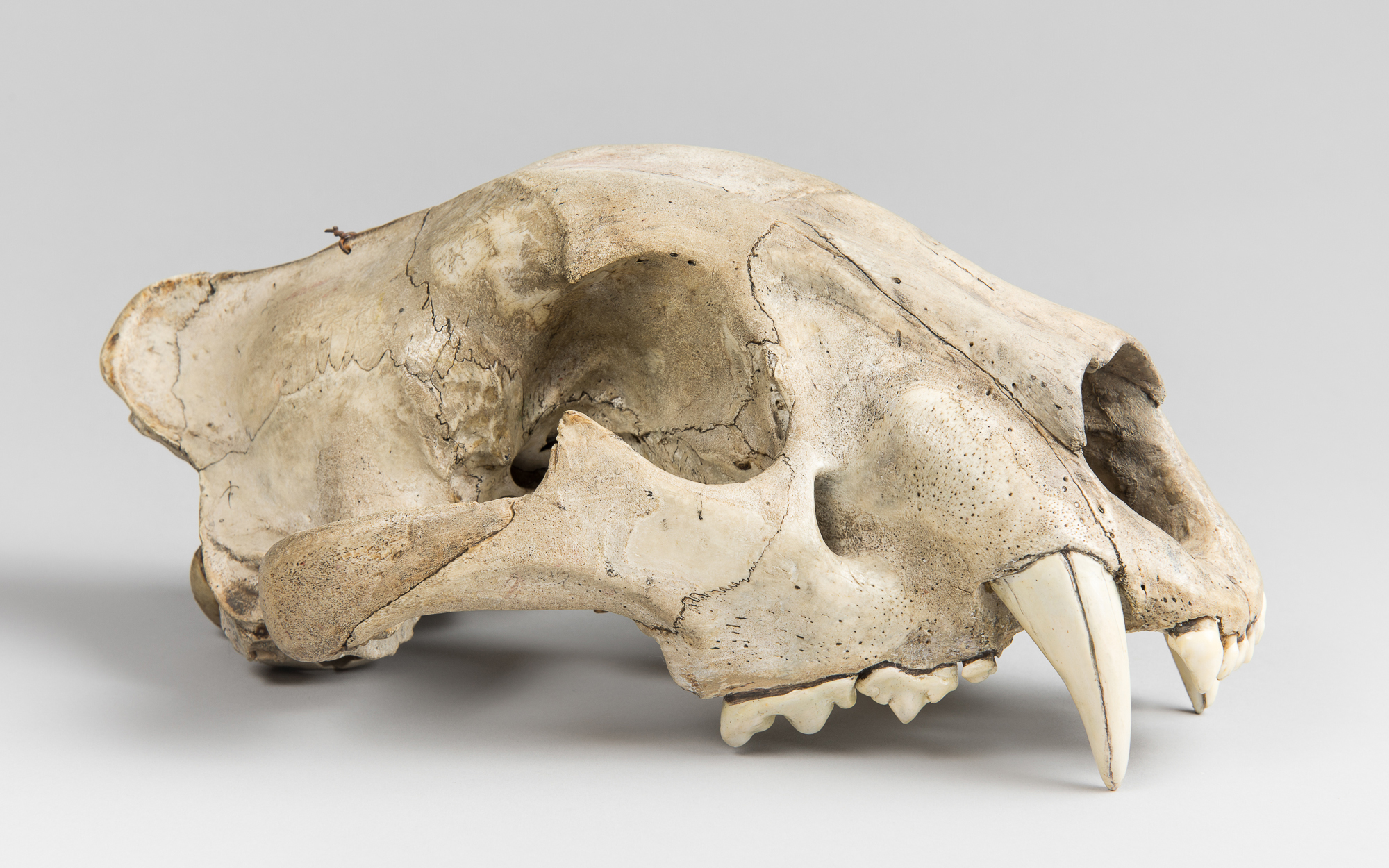 A LATE 19TH/EARLY 20TH CENTURY LION UPPER SKULL (PANTHERA LEO).