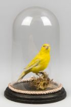 A 20TH CENTURY TAXIDERMY CANARY UNDER A GLASS DOME WITH A NATURALISTIC SETTING.