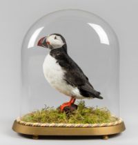 A 20TH CENTURY TAXIDERMY ATLANTIC PUFFIN UNDER A GLASS DOME WITH A NATURALISTIC SETTING (