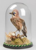 A 20TH CENTURY TAXIDERMY JAY UNDER A GLASS DOME WITH A NATURALISTIC SETTING (GARRULUS GLANDARIUS).