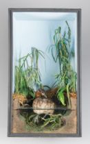 A LATE 20TH CENTURY TAXIDERMY LITTLE GREBE IN A GLAZED CASE WITH A NATURALISTIC SETTING (Tachybaptus