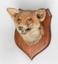 JAMES HUTCHINGS OF ABERYSTWYTH, A LATE 19TH/EARLY 20TH CENTURY TAXIDERMY FOX MASK UPON OAK SHIELD (