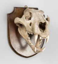 EDWARD GERRARD & SONS, A RARE EARLY 20TH CENTURY LION SKULL (PANTHERA LEO). Mounted upon an oak