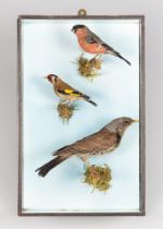 A MID-20TH CENTURY TAXIDERMY WALL CASE OF BRITISH GARDEN BIRDS.