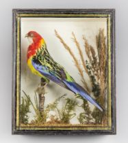 AN EARLY 20TH CENTURY TAXIDERMY EASTERN ROSELLA IN A GLAZED CASE WITH A NATURALISTIC SETTING (