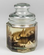 WET SPECIMEN OF A MINK IN A GLASS APOTHECARY JAR.