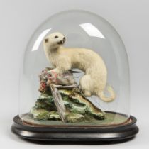 A LATE 19TH CENTURY TAXIDERMY STOAT WITH PREY UNDER A GLASS DOME WITH A NATURALISTIC SETTING (