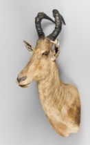 A MID/LATE 20TH CENTURY TAXIDERMY HARTEBEEST SHOULDER MOUNT (ALCELAPHUS BUSELAPHUS). (h 101.5cm x